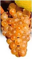 Grappe