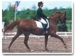 Visu Equestre